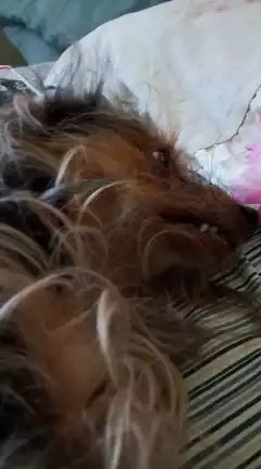 My dog can't stop thinking about  Thanksgiving food #MattyBRaps #Featureme  