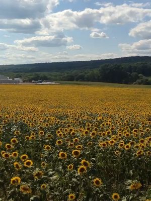 Sunflowerfield