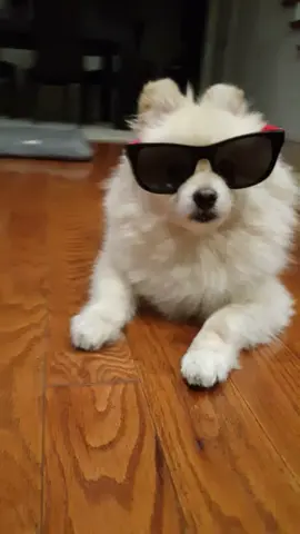 #badboy 🐶Muggles🐶 is one bad dude. Don't mess with him! Going on Live.ly soon.