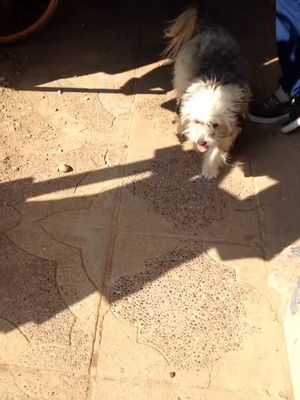 Dogs 🐶