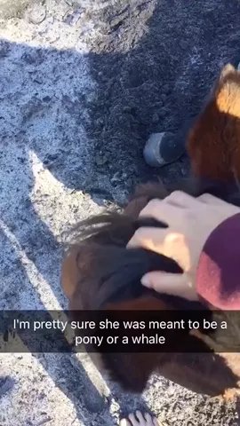 Throw back to when Posh laid on  the floor 😁💕 #posh #thoroughbred #australia #equestrian #youtube #instgram 