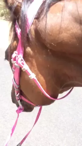 Walking Posh home after a very long trail ride yesterday 😁💕 #posh #thoroughbred #ottb #bay #mare #Australian