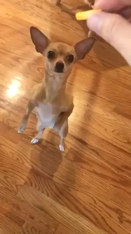 When someone promises you something but doesn't do it. 😳😂 #NextWaveJanuary #DailyCute #MySistersDog 