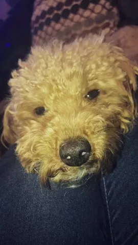 Sweet Puppy Dreams 🤣🤣🤣🐶 #cute #FetaureMe #puppies #dogsofmusically