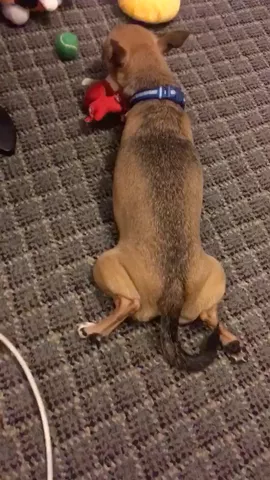 When your dog is broken....  