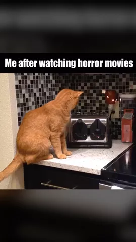 We all have that friend who gets spooked WAY too easily... Tag your biggest scaredy cat friend in the comments! 😹