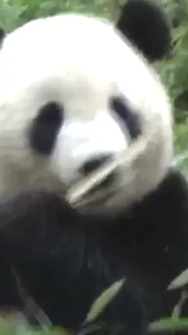 Seems like Alex Trebek just dropped his 1st mixtape... #🐼 #NextWaveFebruary #HaHaHa #ChallengeFriday #Panda