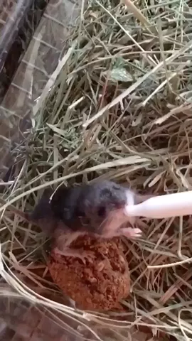 Remember our rescued baby deer mouse at the beginning🐭We released her❤️hope she does well #Bittersweet