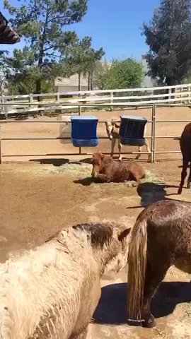 I should try this😛when you don't wanna share just roll around in your food #Quinn #MuserElite