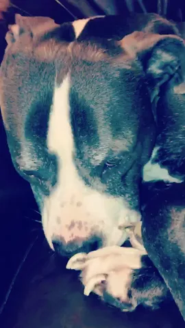 #PetTransitionChallenge #animals  #PetsOfMusically #believer #ImagineDragons #featurethis @musical.ly 