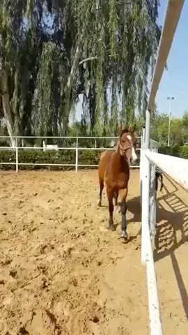 Come#closer to me #horse :come where? #funny#featureme#featurethis#unitedarabemirates#dubai#yolo#lol#Love