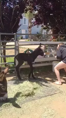 😭❤HAPPY 1st BIRTHDAY BUCKY⭐️ 😘 #BuckysBirthday #April15 #2016 #Donkey