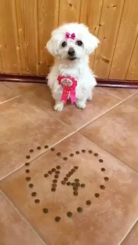 Happy 14th Bday to my little cutie😍❤️ Netti/Piti 🐶