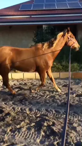 Lunged Barbie fodsy😁💪🏼 hopefully riding her tomorrow and maybe a few jumps 😜 #barbie #lunge #chestnut #oz