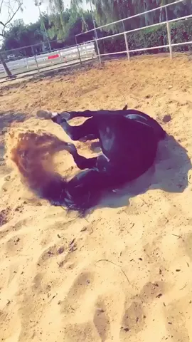 When she goes crazy #crazy- #dubai#unitedarabemirates#featureme#featurethis#horse#highkickchallenge#beauty