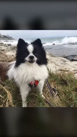 Puppy smiles by the ocean 😀 What's your dog's name? #puppy #dog #petsofmusically #pandapuppy #featureme