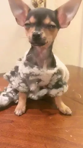 Do you love our pup voices?😂#BibbidiBobbidiByeBye #FeatureMe #FeatureThis @musical.ly #PetsOfMusically