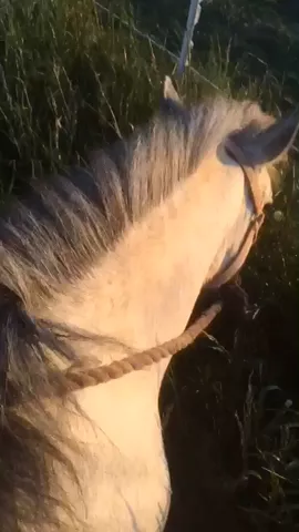to all of you following me and liking my vids!❤️I appreciate it!💕 #shetlandpony #lovehim #featurethis #equestrian