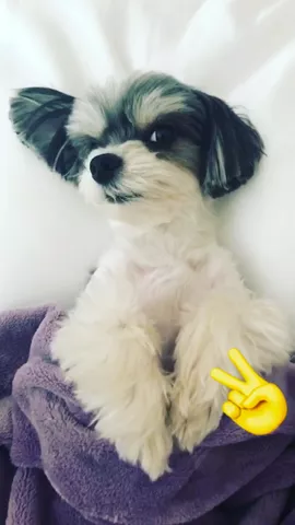Excuse me Done disturb 🐶#thenextidol #featureme #dogsofmusically