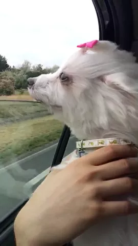 Travelling 🚗🐶❤️ #Hungary #PetsOfMusically #FeatureThis