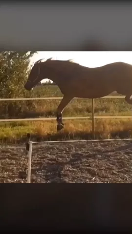 Magic❤️ VS Brandy💗 who do you think is best? My answer-Brandy ofcorse😍 #fjordhorse #equestrian #featurethis