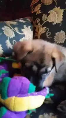 My new lil pupper! 😁😁😁 Meet Luna!!