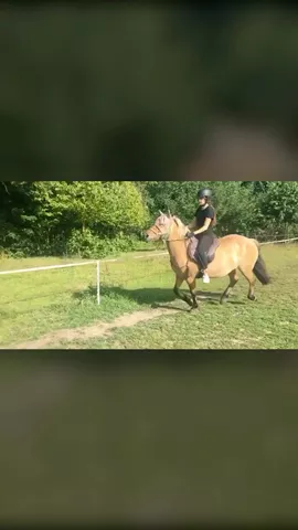 Mn knappe ponyy😁