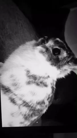 #rabbits