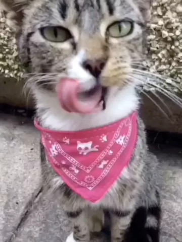 In public!! 😂🌝😏#Featureme      #IDareUToTwerkInPublic#Mittens    #Unitedkingdom#Cat @musical.ly