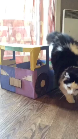 Learn to make a #DIY kitty car with @theoreocat 🐱 #HowTo