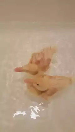 Part 2!! #gwenstefani #makemelikeyou #bathtime #ducks #ducklings #babies #swimtime #cute