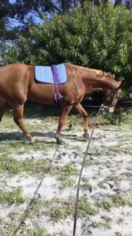Get this to 1.5k likes and I'll post some videos of me riding this week!! #equine #barbie #horse #thoroughbred