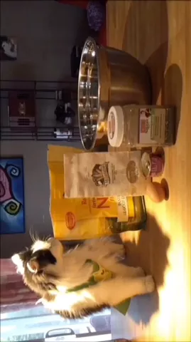 @theoreocat is cooking up some treats for #InternationalCatDay ❤️ #PetParty