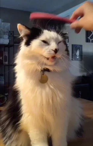 SMILE! It's the weekend! 😸 @theoreocat #PetSmile #TGIF