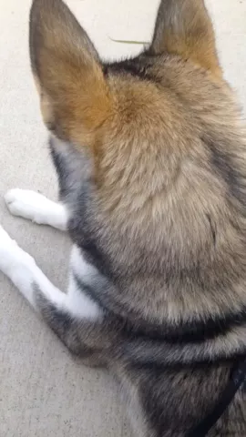 #husky