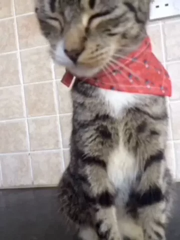 NO! 😂#Feature#Wolfgang#Cat      #YouJustWantAttention#DailyChallengeComedy#YumNums#Lol
