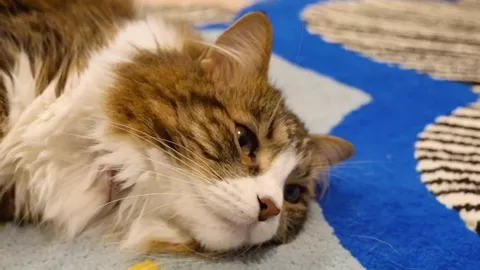 Cats and dogs can be friends! @ilovepep is here to help w/ your pet care questions! #BestFriendApprecitionPost