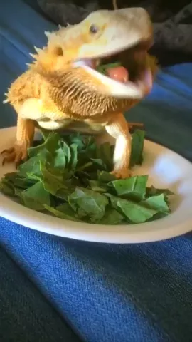 She Nom #featureme #cute #dragon #kawaii #petsofmusically #animals #summervibesn