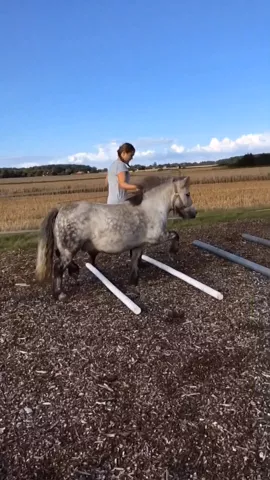 Cutie Logan💗❤️#shetlandpony #RiccaltonDKsLogan #cutie #equestrian#pony #horse #featurethis#jump #jumping