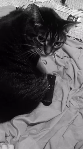 inspired by @dångerøus.dañny #cutecat