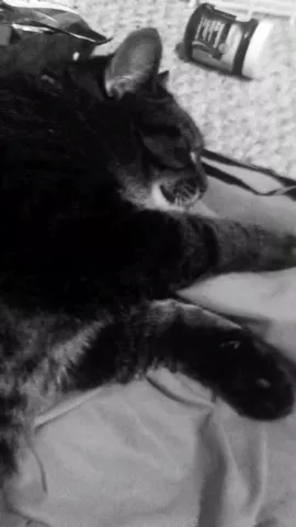 inspired by @sunrisemusic #cutecat