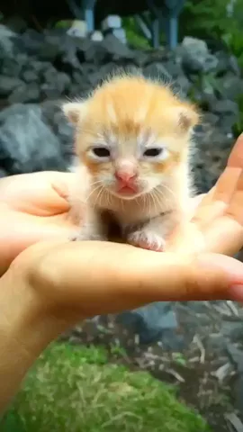 ♥️😻 #BestThingIveEverSeen 😍 What would you name her? #Cute #Cutest #FeatureMe ♥️ #CutestThingEver