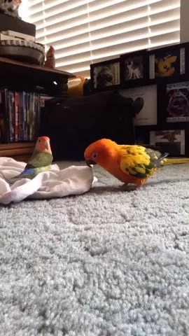 My pet rainbows❤️💙mystery & Lolita. #birds #Love #cute #animals #featureme #petsofmusically