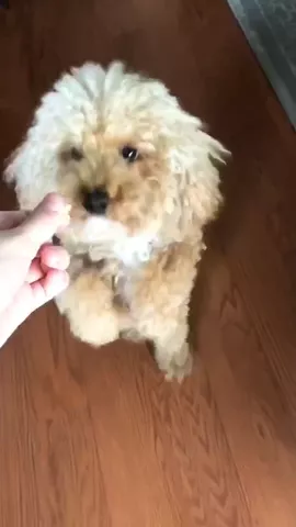 #BestThingIveEverSeen @supercooperthedog is doing so good learning how to walk! • instagram: im_patmann