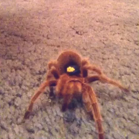 To classy for haters.😘👋🏻 hate=instant block. #spider #cute #classy #featureme #petsofmusically #Love #animals