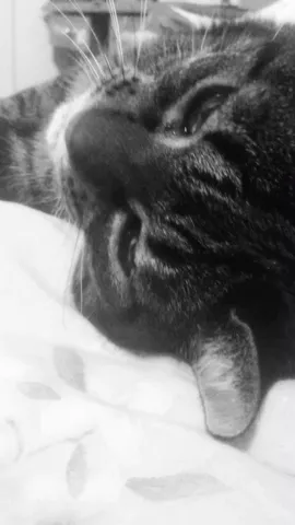 inspired by @sunrisemusic #cutecat