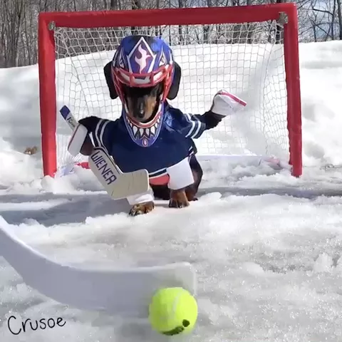 Ain't nothin' gets by me!! 😉 #hockey #cute #dogs