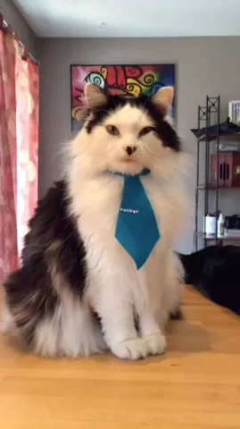 If you're going to date a cat, you've got to do it right. @theoreocat #DatingMeRequires