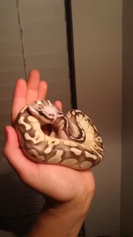 Naga😍🐍❤️. #cute #beautiful #petsofmusically #snakes #Love #featureme #animals