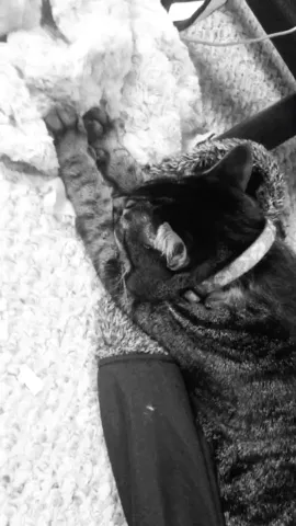 inspired by @sunrisemusic #danhowell #cutecat